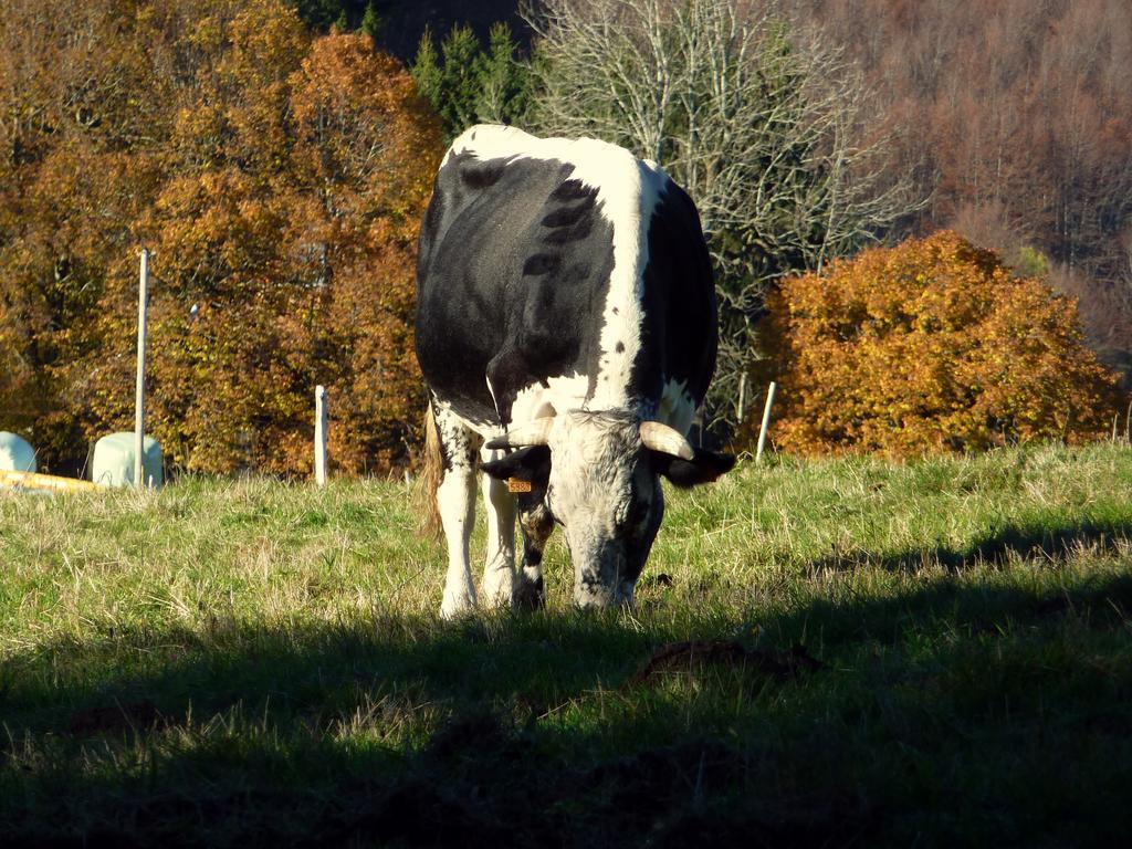 Gite Schlitteur Et Sapiniere Breitenbach Eksteriør bilde